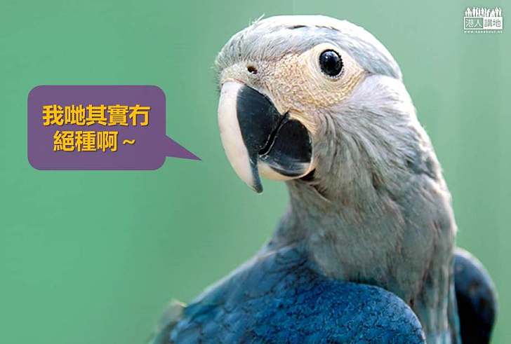 【世界搜奇】曾一度被以為絕種 小藍金剛鸚鵡蹤影再現