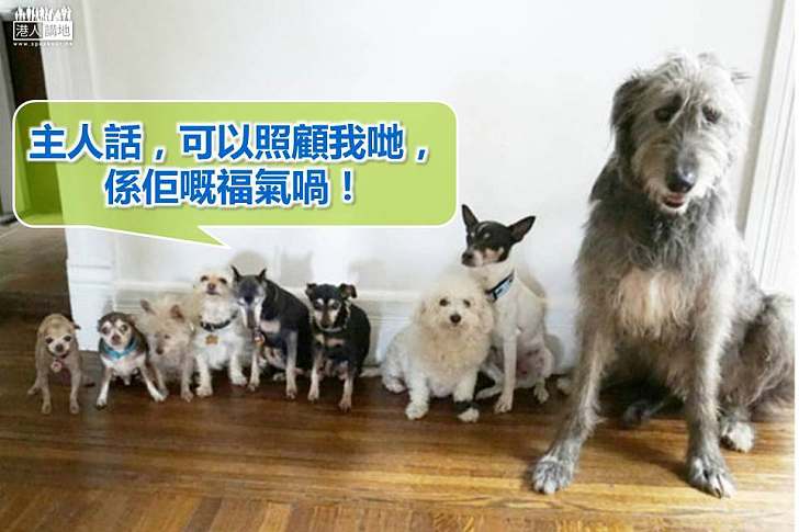 【好人好事】會計師以收養老年動物懷念逝世愛犬