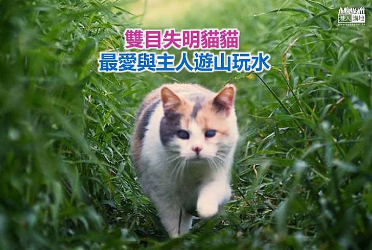 【世界搜奇】雙目失明貓貓 最愛與主人遊山玩水