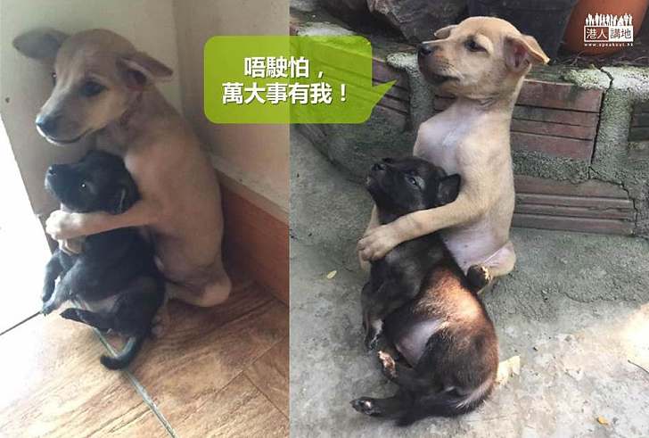 【暖心故事】兩流浪幼犬相依為命 獲救後仍緊緊擁抱