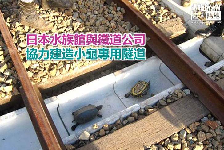 【世界搜奇】日本水族館與鐵道公司 協力建造小龜專用隧道