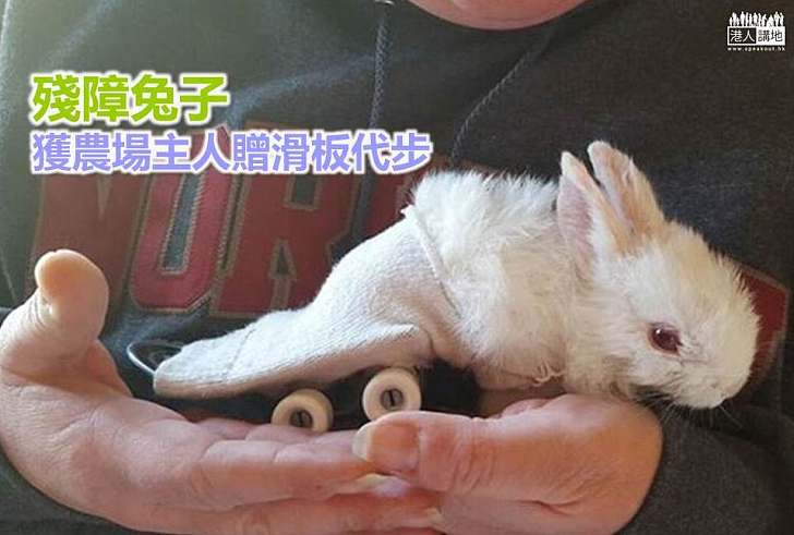 【暖心故事】殘障兔子獲農場主人贈滑板代步