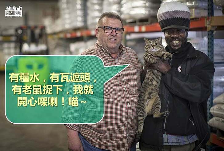 【世界搜奇】待領養貓貓有工又有家