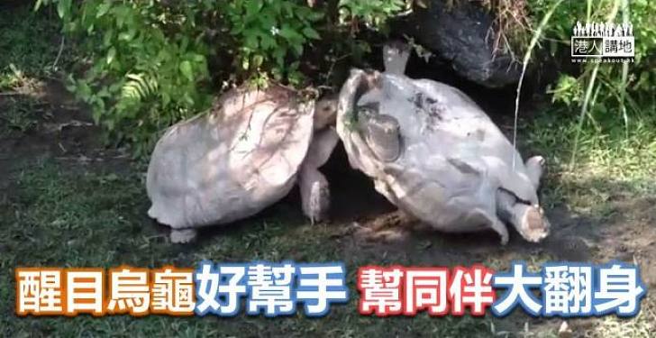 【暖心故事】醒目烏龜　幫同伴翻身