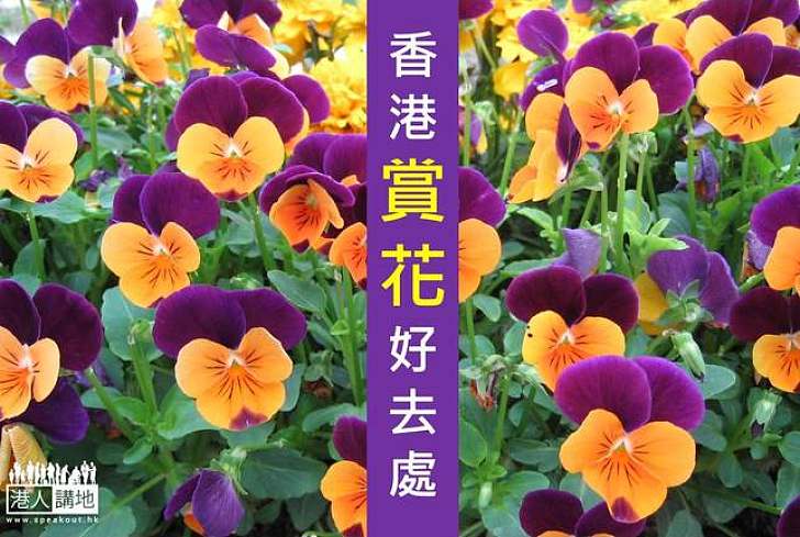 【花開處處】香港賞花好地方