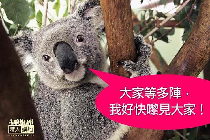 【保育新聞】澳洲樹熊、袋鼠、笑翠鳥  約你年底見