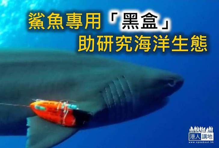 【保育新聞】科學家安裝「黑盒」追蹤鯊魚生活