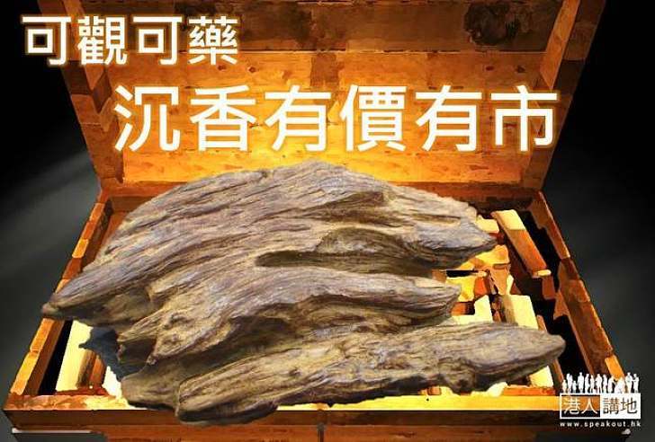 漁獲至寶？   可觀可藥的稀世「沉香」