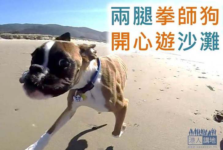 【生命故事】兩腿拳師犬開心遊海灘