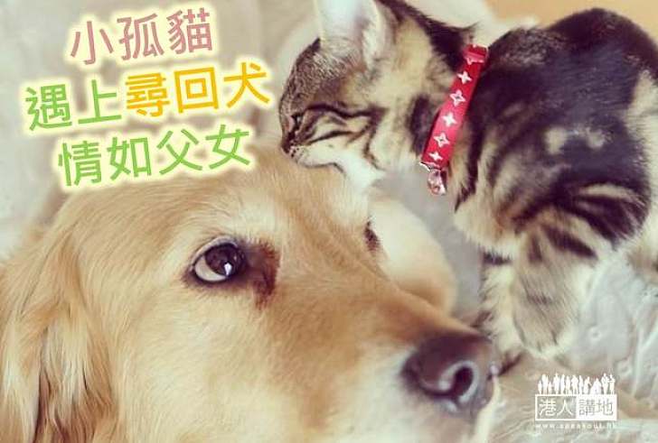 【生命故事】小孤貓遇上尋回犬 情如父女