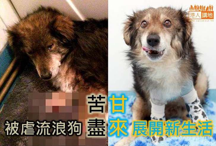 【生命故事】被虐流浪狗苦盡甘來展開新生活