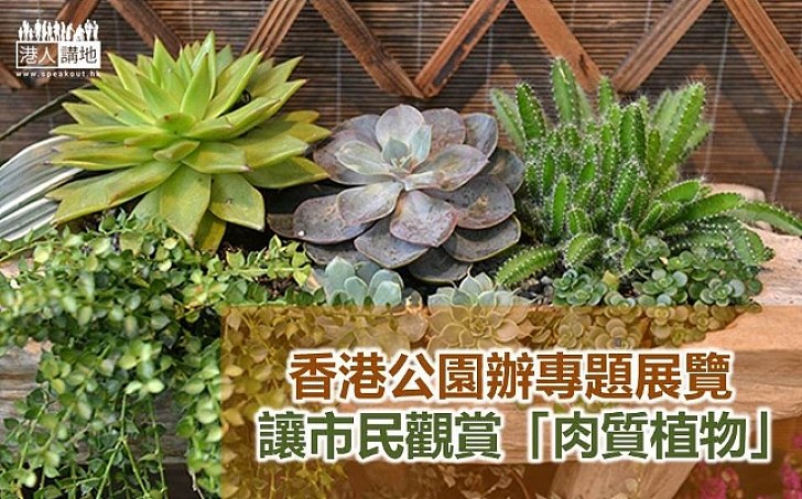 香港公園辦「肉質植物展覽」