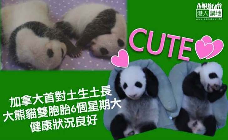 首對加拿大熊貓寶寶健康良好 中國籍媽媽悉心餵哺照顧