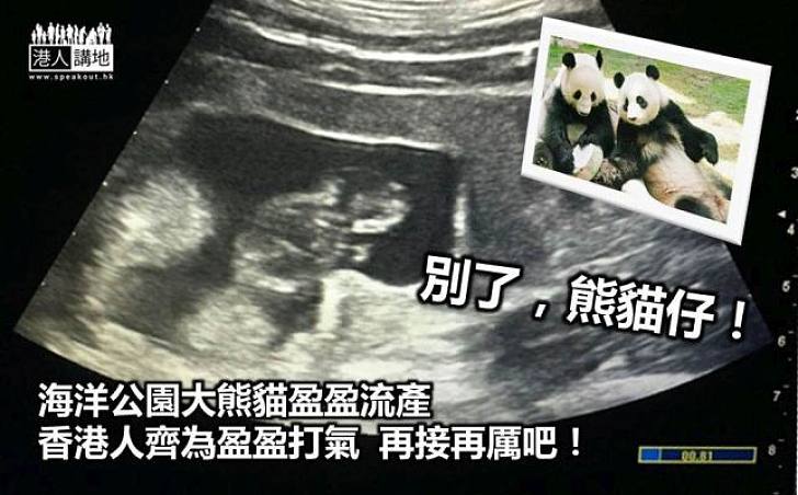 【別了，熊貓仔】海洋公園盈盈流產  胎兒疑被母體吸收