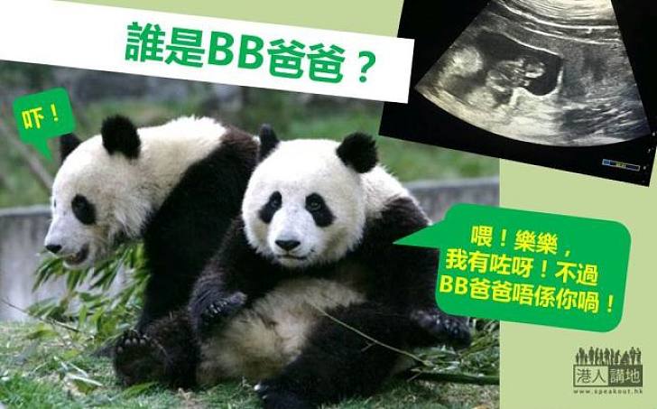 【新聞通識】大熊貓盈盈最快數日內誕B  「經手人」唔係樂樂？