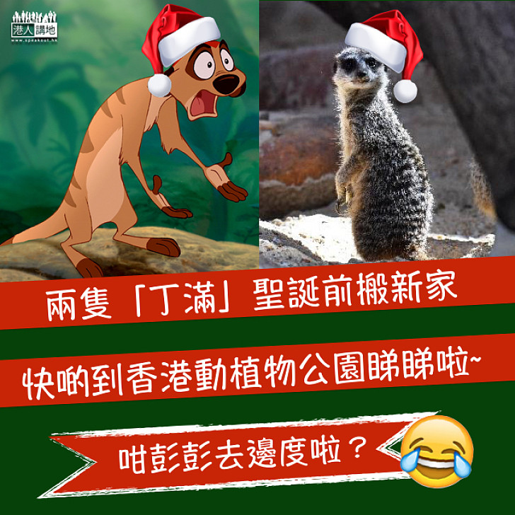【「丁滿」賀聖誕~】兩隻「丁滿」聖誕前搬入香港動植物公園新家