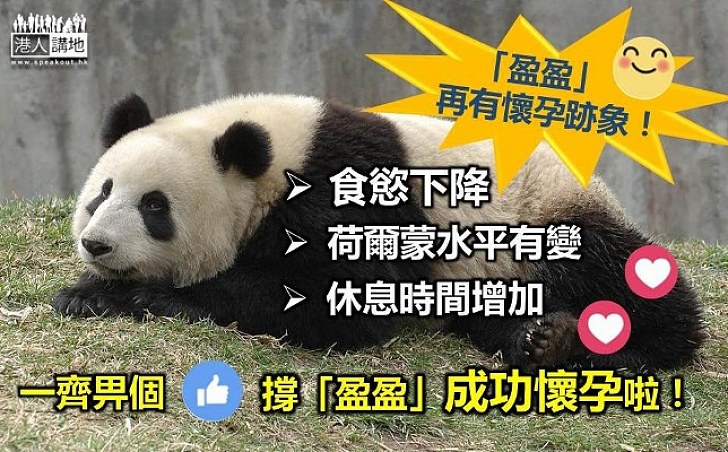大熊貓「盈盈」再有懷孕徵狀 海洋公園估計有孕機會率為50％