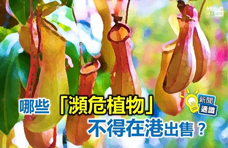 【新聞通識】哪些「瀕危植物」不得在港出售?