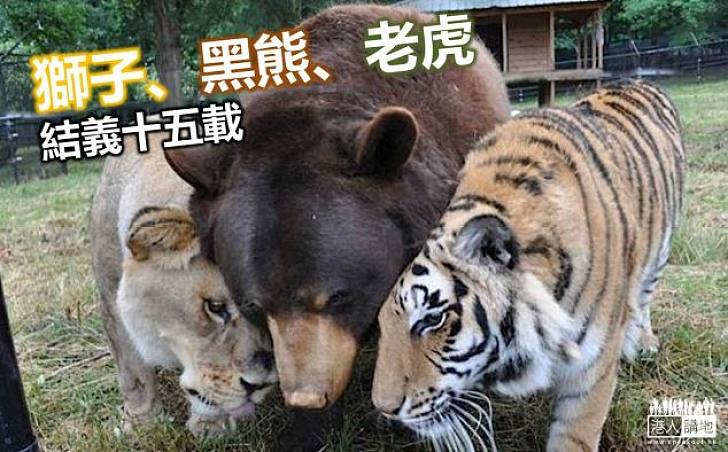 猛獸三兄弟相守15年