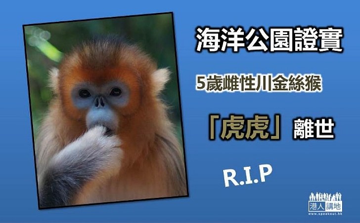 5歲金絲猴「虎虎」死亡