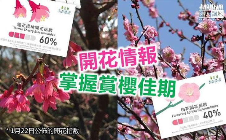 【賞櫻佳節】嘉道理農場增「開花指數」 免市民錯失賞櫻佳期