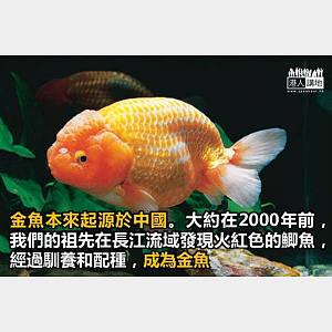 金魚街 標籤 港人講地