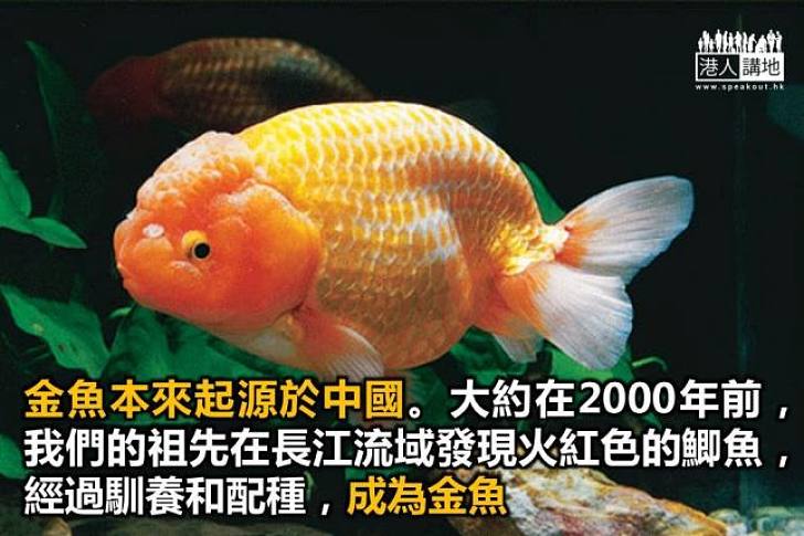 金魚之王 港人博評 港人講地