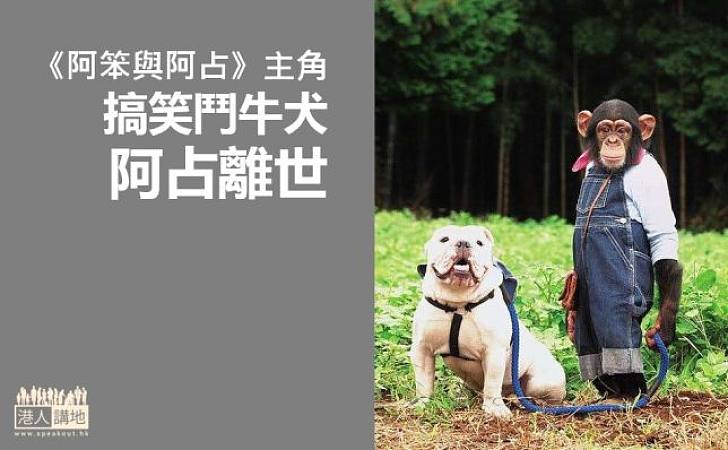《阿笨與阿占》「阿占」離世 各地「粉絲」悼念