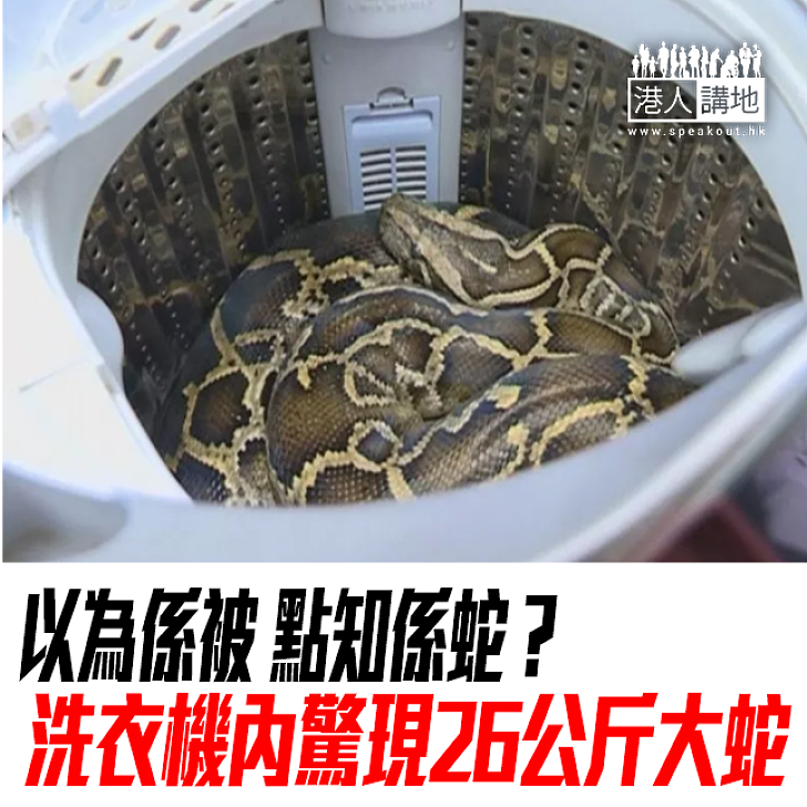 【焦點新聞】以為係被 點知係蛇？洗衣機內驚現26公斤大蛇