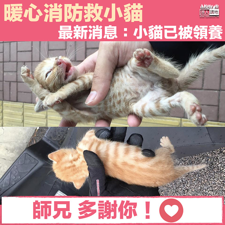 【網民熱話】暖心消防救小貓 最新消息：小貓已被領養