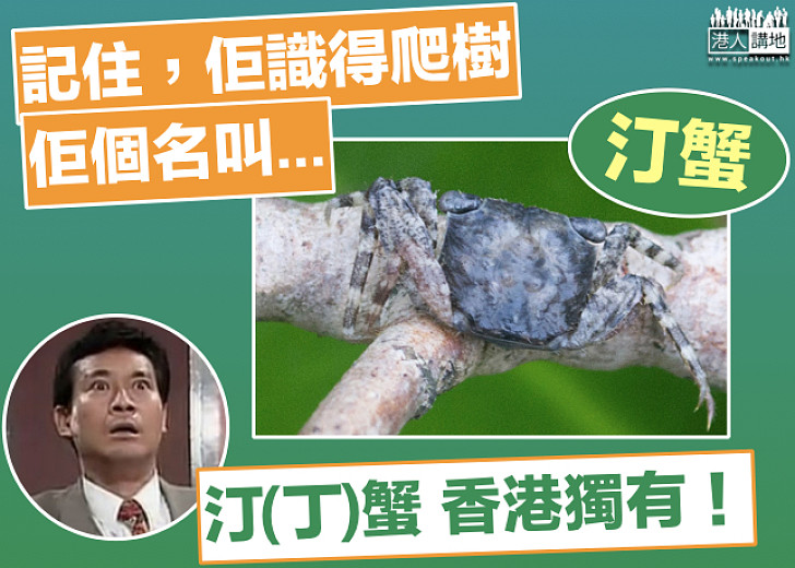 【汀蟹定係丁蟹】港大發現新蟹物種 識得爬樹香港獨有