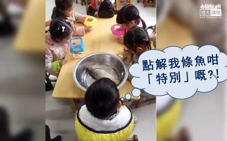 「帶魚的小孩」成2017中國小網紅