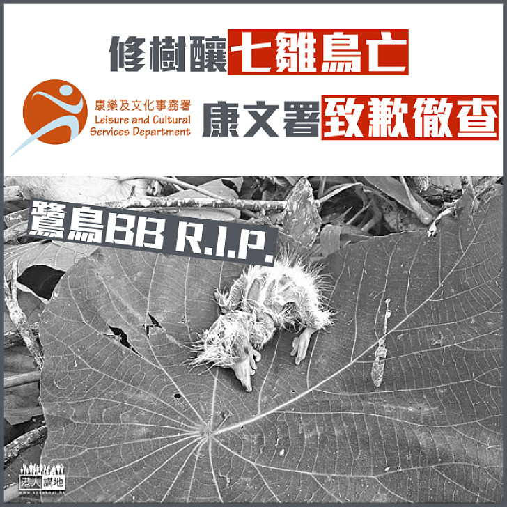 【 鷺鳥BB R.I.P.】修樹釀七雛鳥亡 康文署致歉徹查