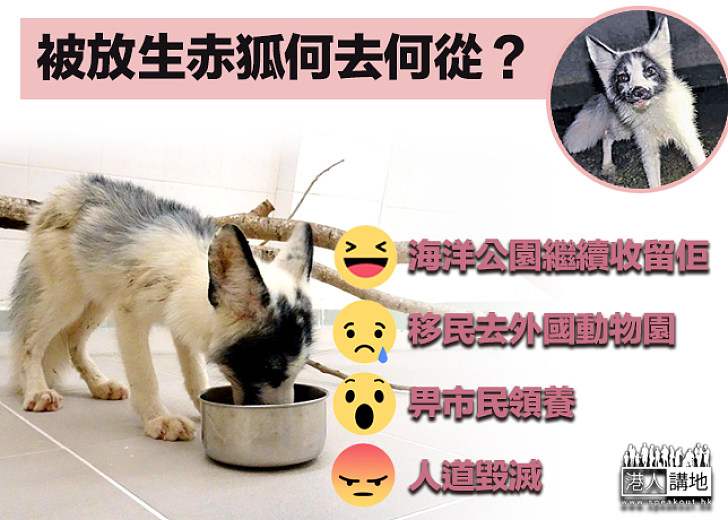 【無家可歸】疑被棄養小赤狐何去何從？