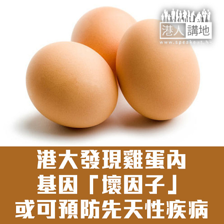 【焦點新聞】港大發現雞蛋內存基因「壞因子」 或可預防先天性疾病