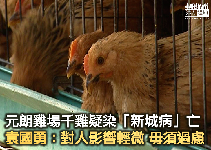 元朗雞場千雞疑染「新城病」亡 禽流感測試呈陰性
