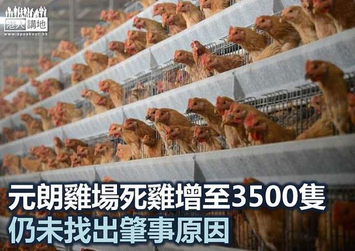 元朗雞場死雞增至3500隻