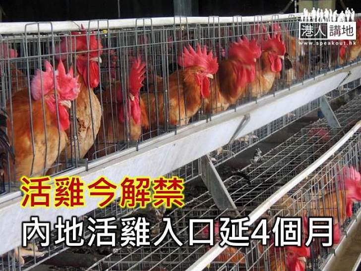 活雞今解禁 內地活雞入口延4個月