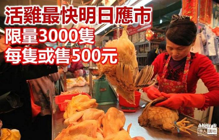 【焦點新聞】3000活雞最快明日應市 每隻或售500元
