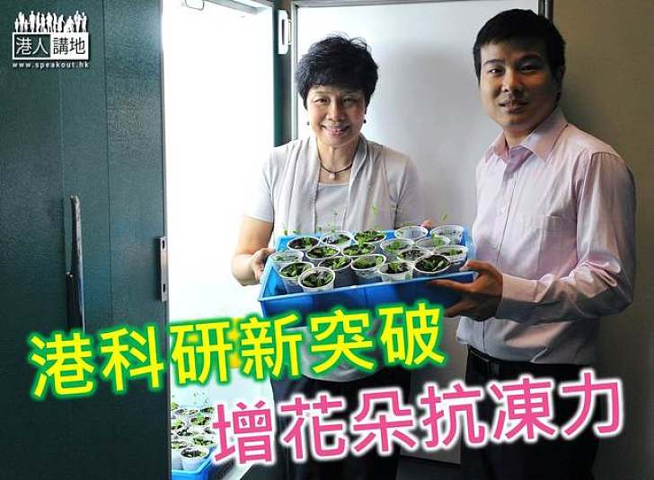 香港大學成功研發新技術　有助保護寒冷環境下的花朵