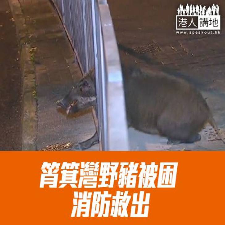 【焦點新聞】筲箕灣野豬被困 消防救出