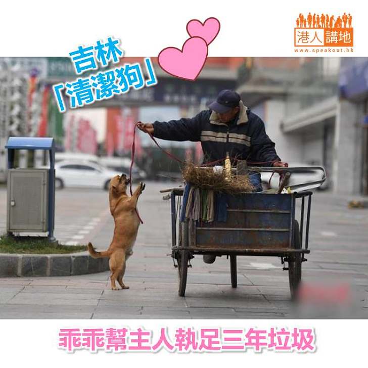 【動物圈】吉林「清潔狗」 乖乖幫主人執足三年垃圾